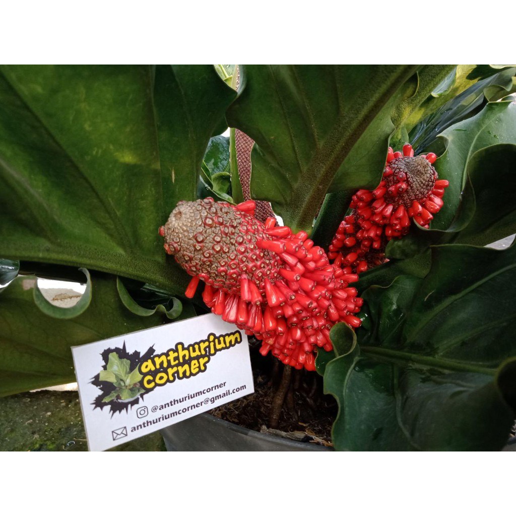 20 Biji Bibit Bunga Gelombang Cinta Shopee Indonesia