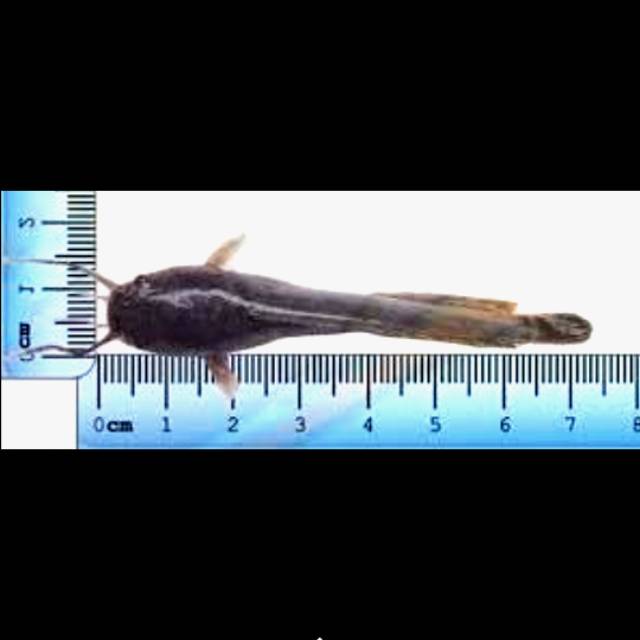 bibit lele sangkuriang uk. 6-7cm