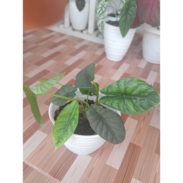 

alocasia borneoesnsis