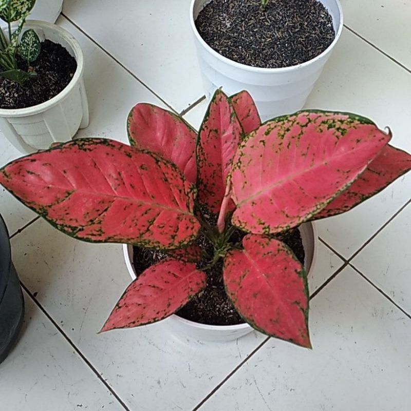 Red Cherry Tanaman Hias Aglonema