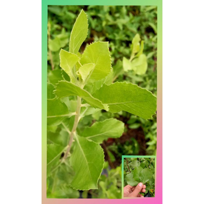 Daun Luntas Segar/ Godong luntas Herbal Alami ( 1 lembar )