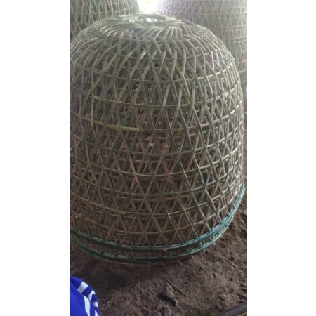 Kurungan Ayam Bangkok /Thailand kualitas standart