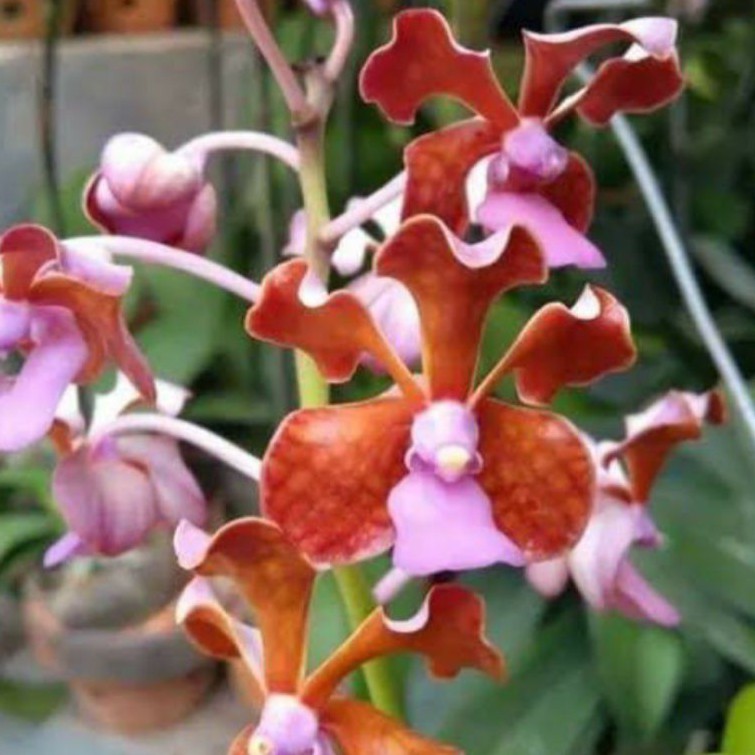 ANGGREK VANDA LIMBATA