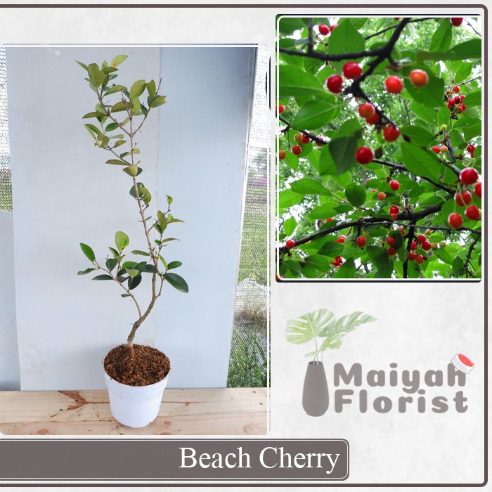 Beach Cherry - Tanaman Buah