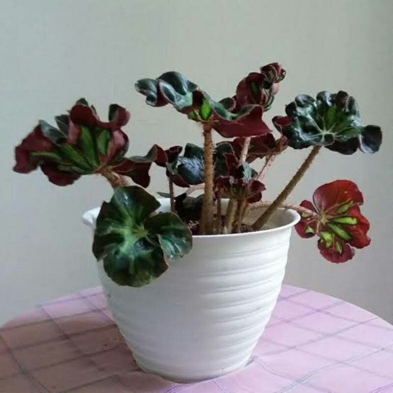 BEGONIA CATEDRAL/BEGONIA MUDA/BEGONIA KERITING/BEGONIA UNIK/BEGONIA VIRAL LOVE_SHOP MILLENIAL