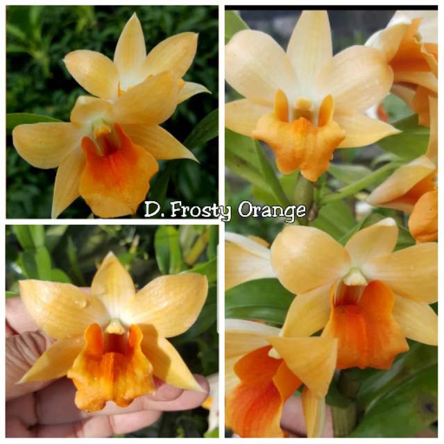 Anggrek dendrobium Frosty Orange