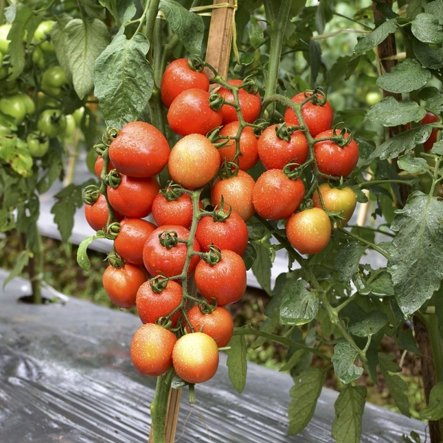 15 Biji - Benih Tomat GUSTAVI F1, tomat varian terbaru dari CAP PANAH MERAH