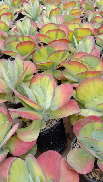 Sekulen Kalanchoe butterfly variegata