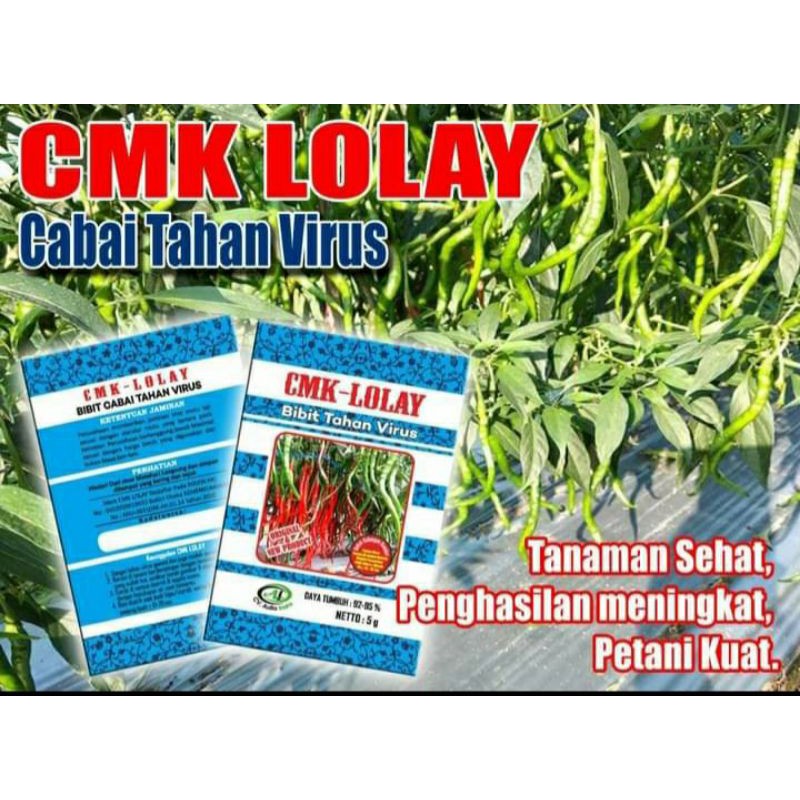 BENIH CABAI BIBIT CMK LOLAY CABAI MERAH KERITING TERMURAH DAN TERLARIS