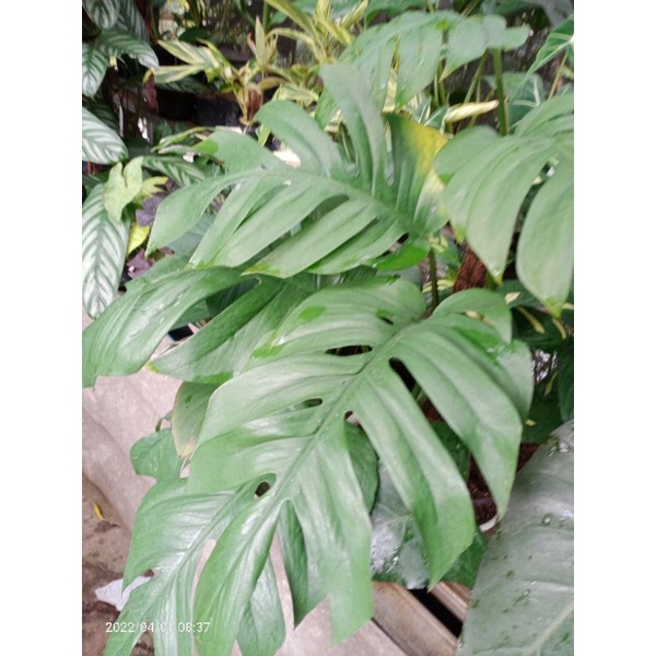 monstera Ekor naga