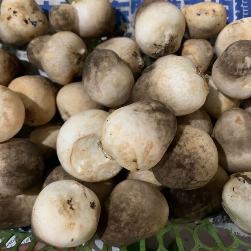 

Jamur Merang 250gr