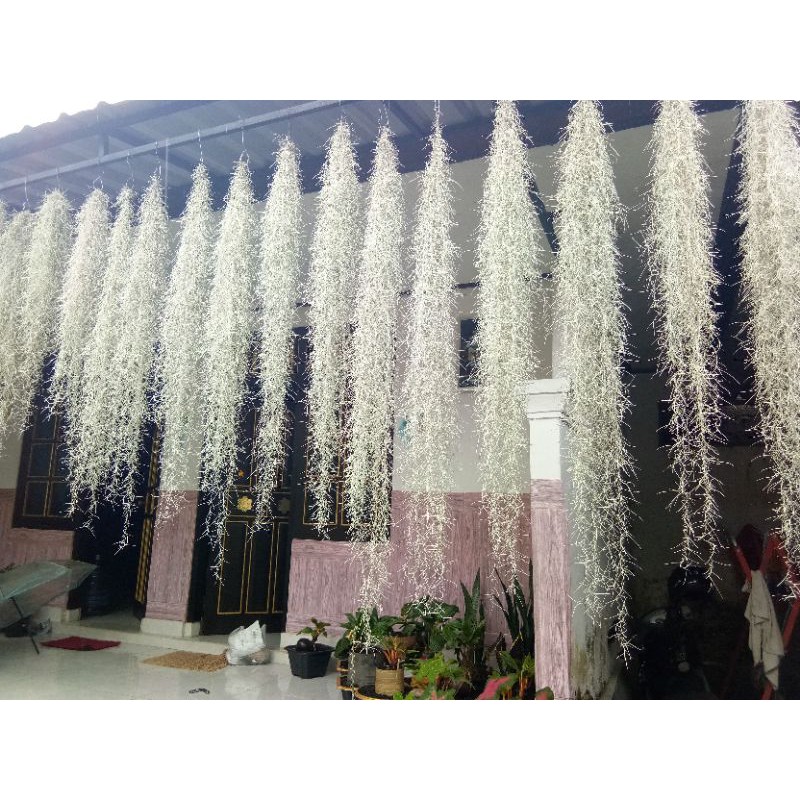 

jenggot musa/spanish moss panjang120-140cm