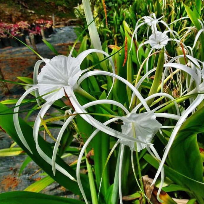 Terbaru Tanaman Hias Amarilys Bakung Bunga Putih-Hymenocallis Caroliniana Juara