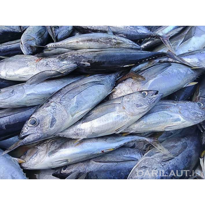 

PASAR MINI JODEL - IKAN TUNA 500GR