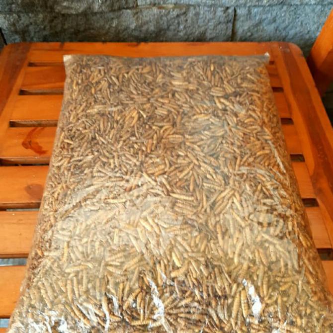 magot / maggot kering oven 1kg