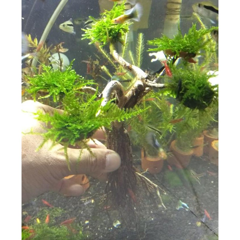 |Terbaru| Hiasan Aquarium Mini Kayu Bonsai Moss Mini |Promo