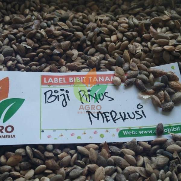 Biji Pinus Merkusi Berkualitas Siap Semai