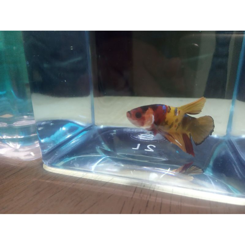 ikan cupang nemo koi
