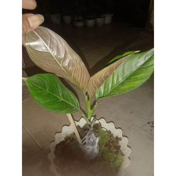 aglonema rotundum Aceh.hijau(jantan)