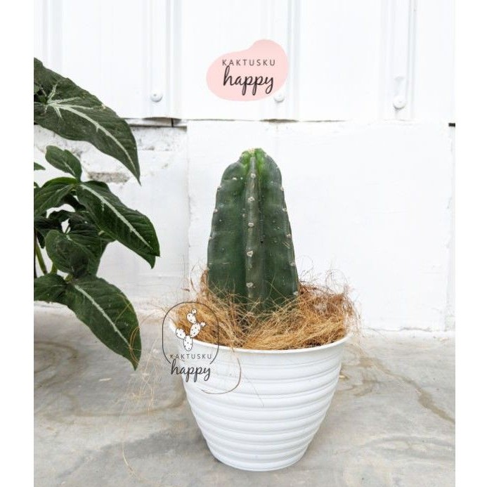 POT TAWON PUTIH - POT NANAS 17 - POT 17 15 CM