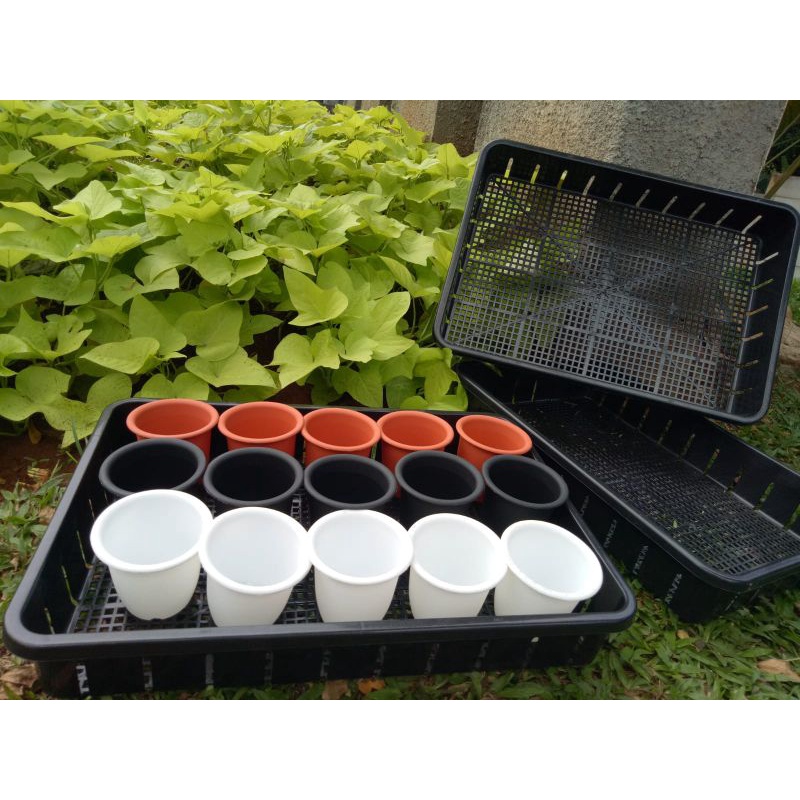 Tray NKT 50 cm + Pot cactus 10 cm (15 pcs)