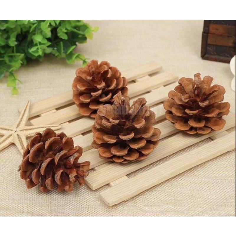 Bunga pinus kering - biji pinus kering - kembang pinus kering -perlengkapan hampers