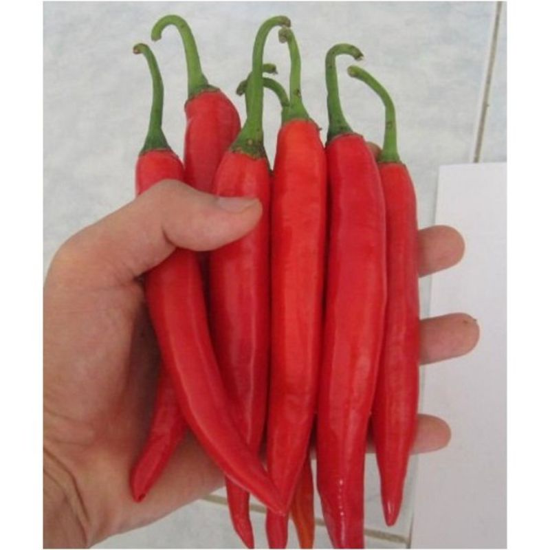 50 Benih Super Cabai Merah Besar
