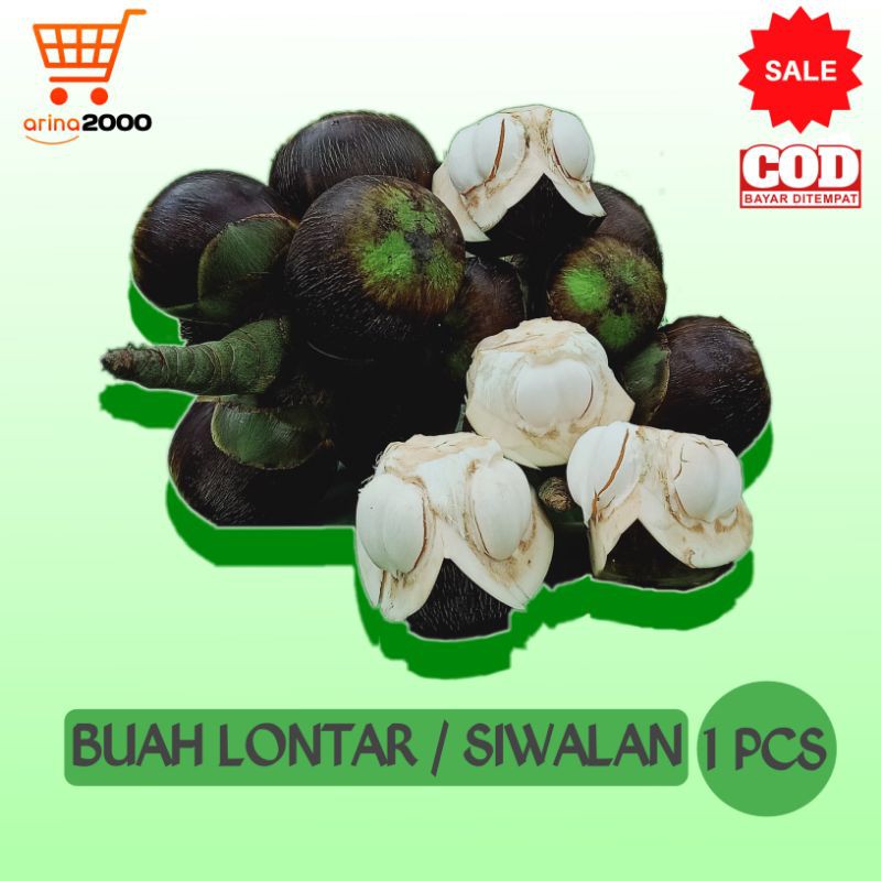 

Buah Lontar / Siwalan / Ental Fresh Segar Utuh (1 buah)