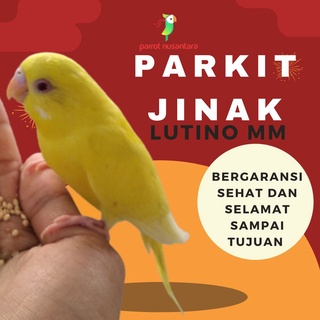 burung parrot parkit lutino mm jinak