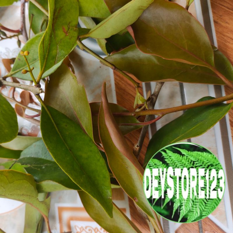 

benalu mangga segar 250 gr