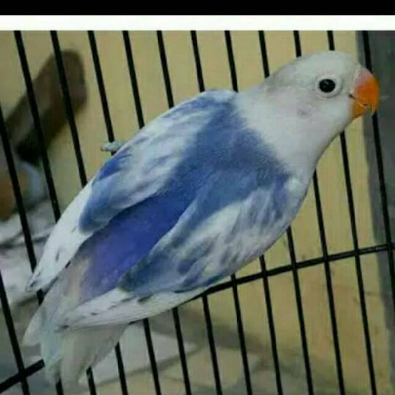 lovebird blue series