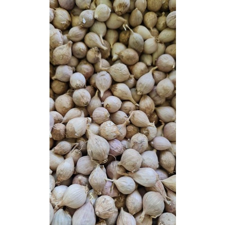

Bawang putih tunggal lanang lokal 100gr