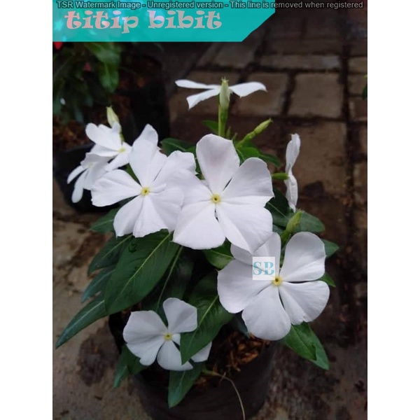 Tanaman Hias Bunga Vinca - tanaman berbunga - indoor BERGARANSI