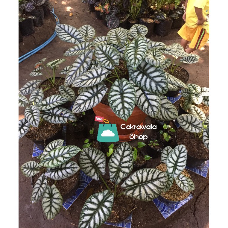 keladi tengkorak silver