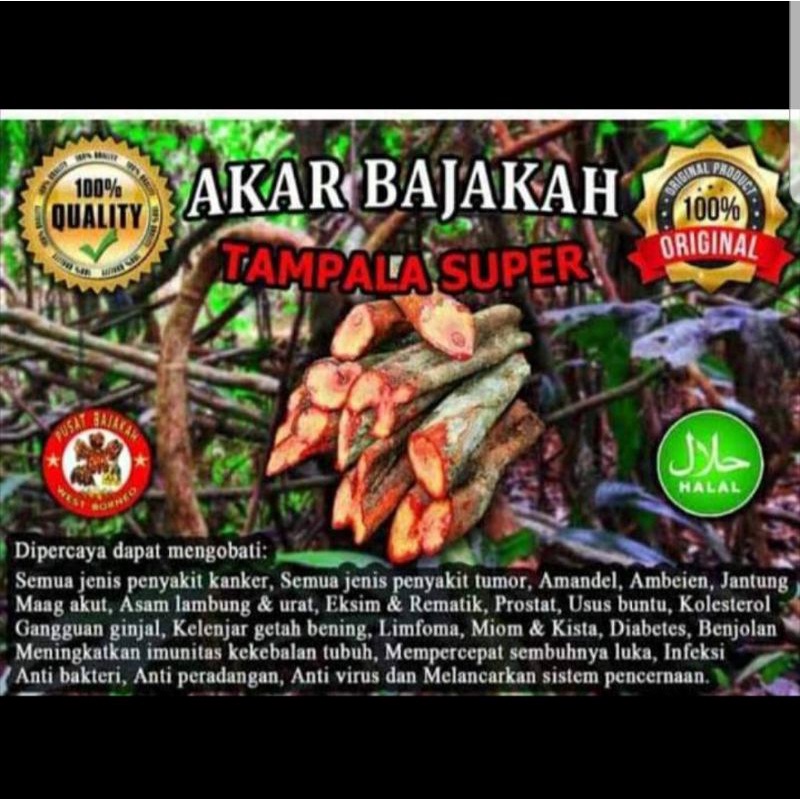 

Akar bajakah tunggal tampala super grade A asli kalimantan obat kanker / tumor