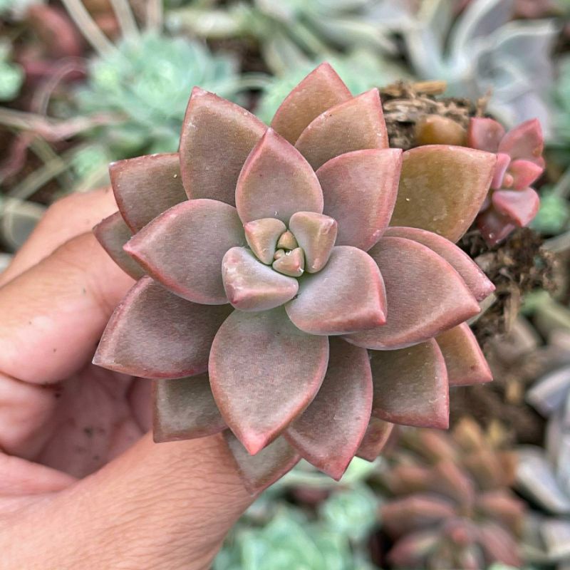 Sukulen Graptopetalum Bronze