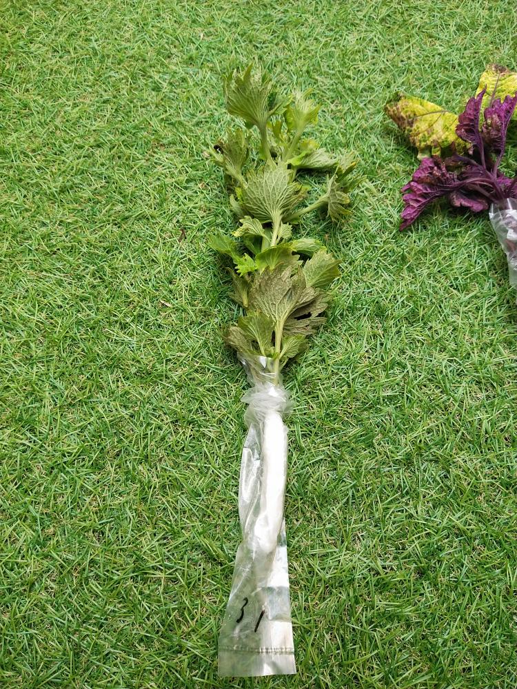 No 31 Tanaman Hias Miana/coleus/iler/jawe Kotok