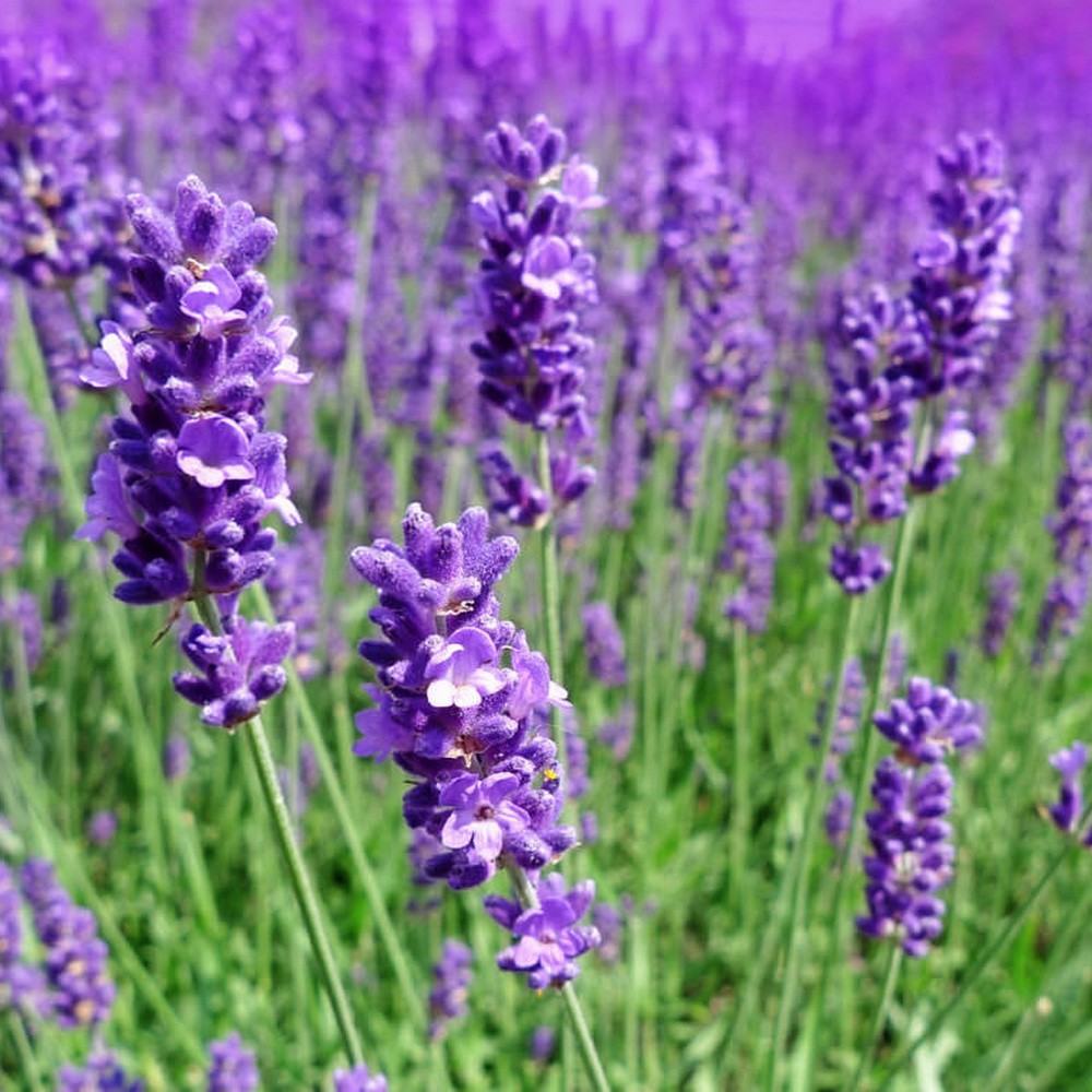 PlantaSeed - 25 Seeds - Lavender Common English Biji Bunga - PAS0242