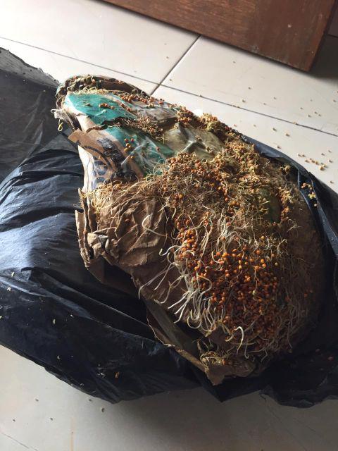 Millet Merah Putih 1kg