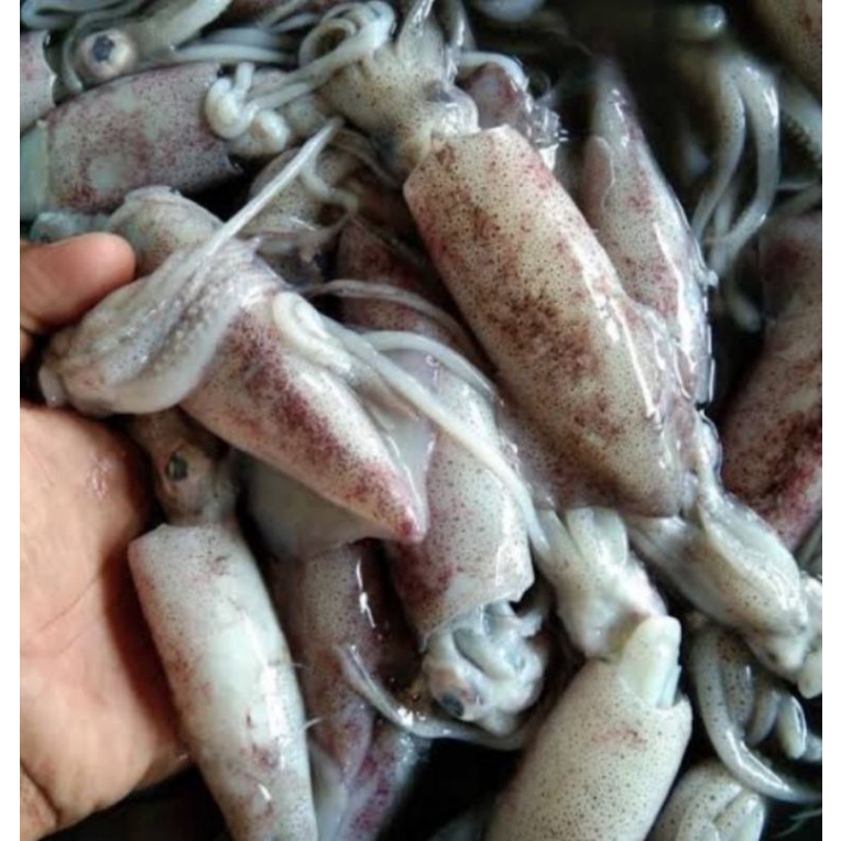 

ikan cumi sotong
