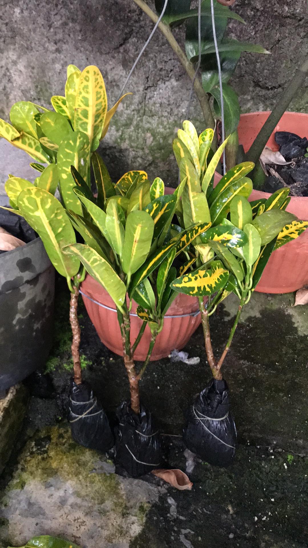 Tanaman Hias Puring Mentimun