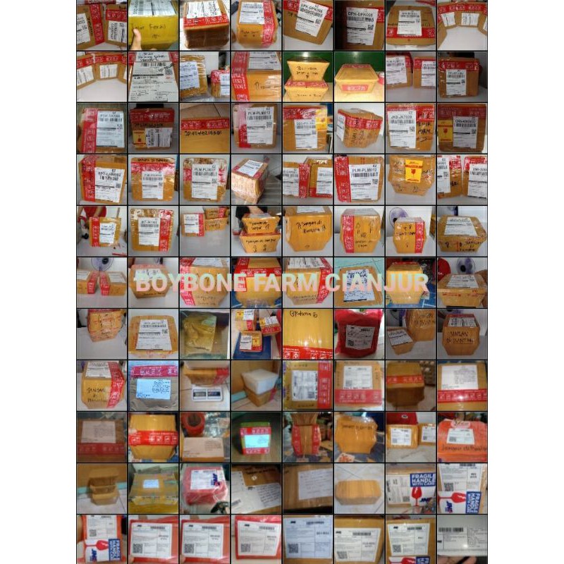 

Telur Ayam Pelung Asli indukan jumbo