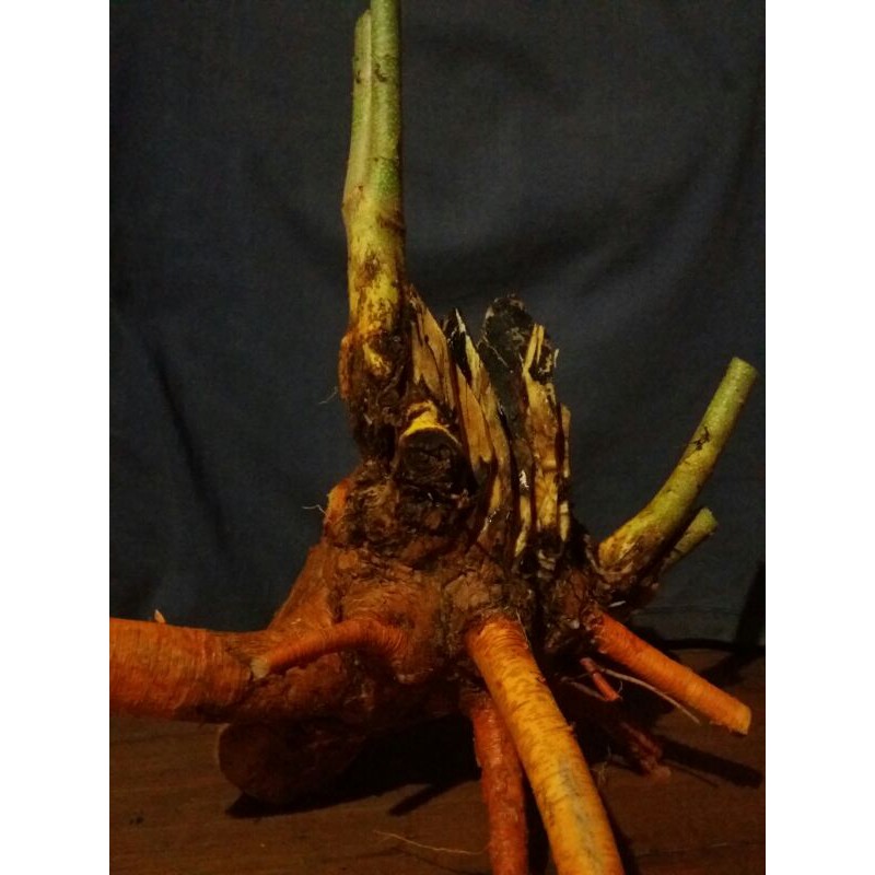 bahan bonsai sisir kaliage dongkelan terbaru