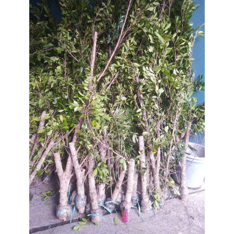 bibit kimeng bahan bonsai ukuran besar