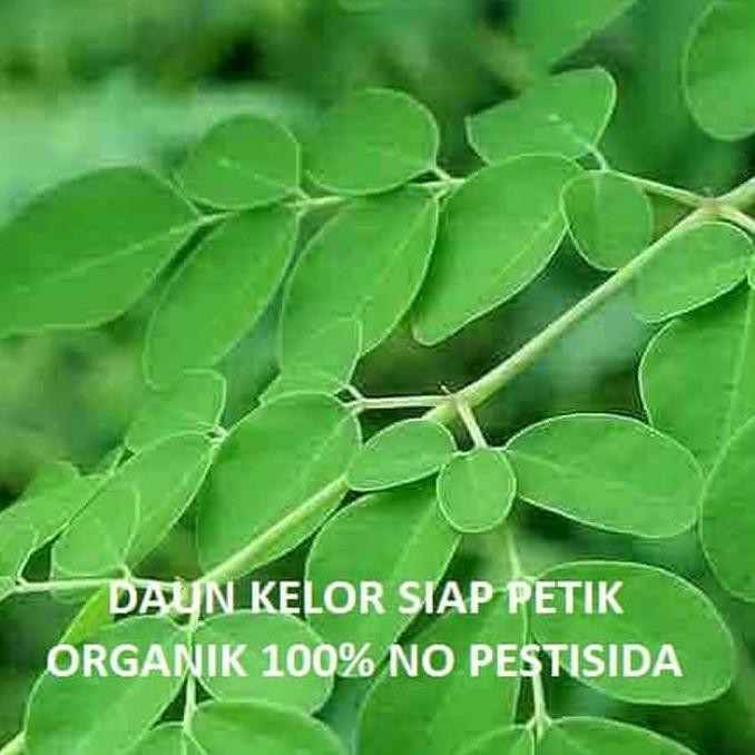 

Ready Stock] Daun Kelor Segar Perhelai Daun Ajaib Kelor Dipetik Ketika Ada Order