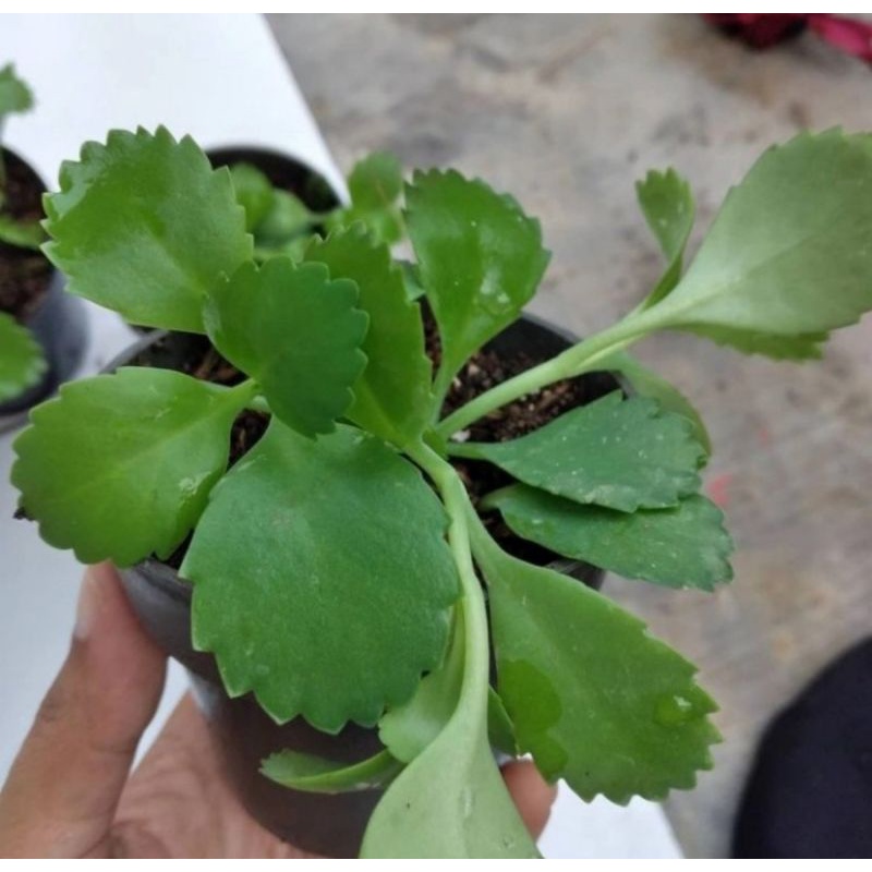 Bibit tanaman cocor bebek/Tanaman herbal cocor bebek