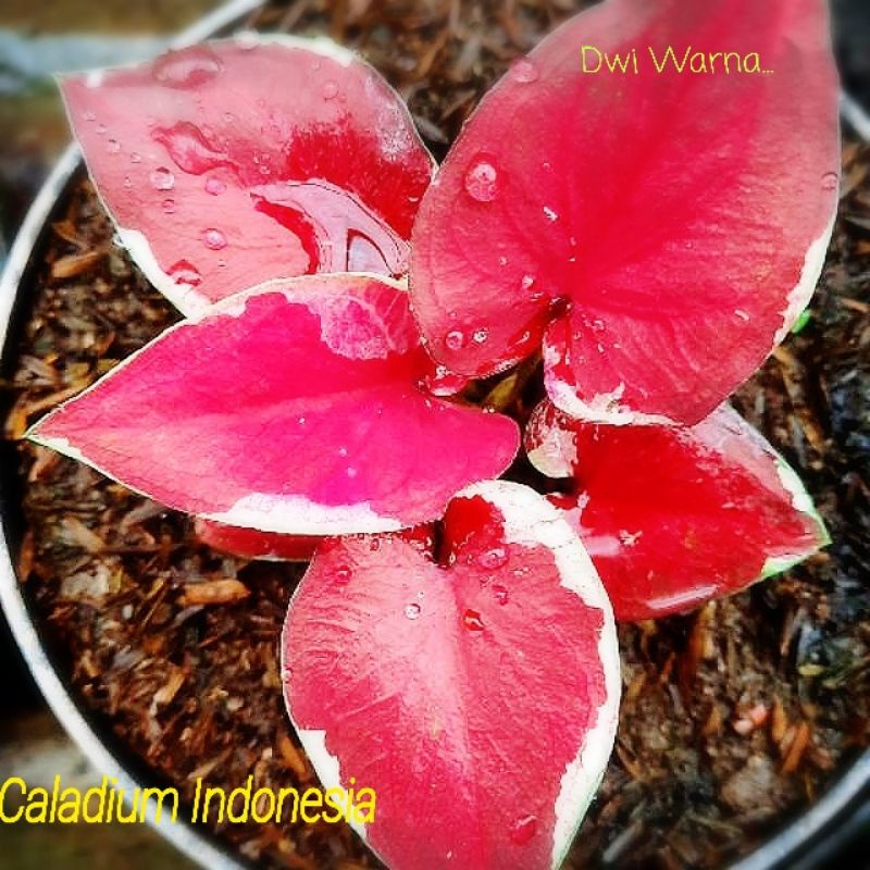 caladium dwi warna anakan