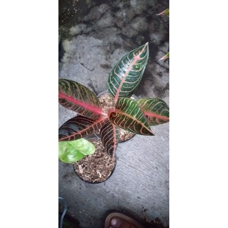 Aglaonema Red Sumatra plus Baby Krisna
