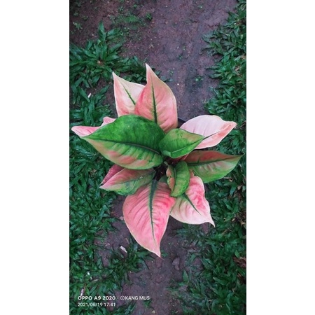 aglonema hengheng jumbo // aglonema hengheng // tanaman hias