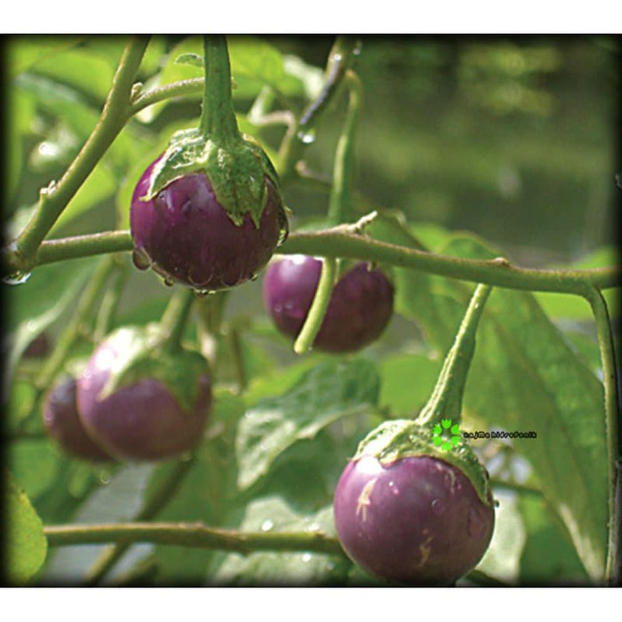 Biji Terong Lalap Ungu - Sayur Terong Ungu - Terong Lalap - Bibit Tanaman Terong Ungu - COD